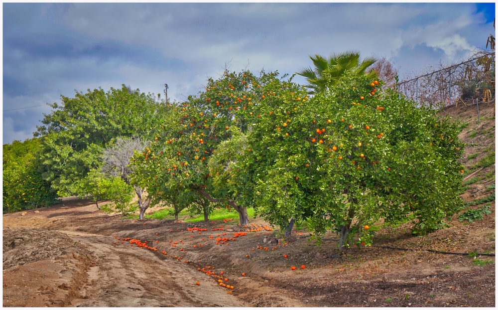 a dirt road surrounded by trees with oranges on them