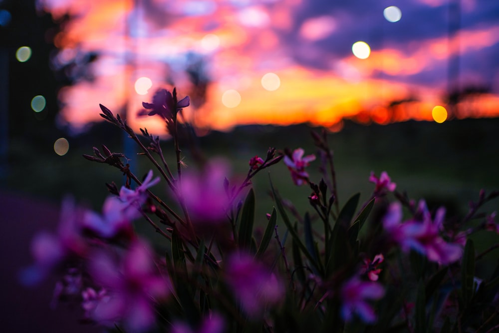 a bunch of flowers that are sitting in the grass