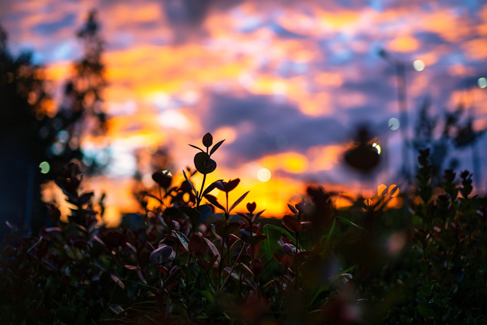 a plant in the foreground with a sunset in the background