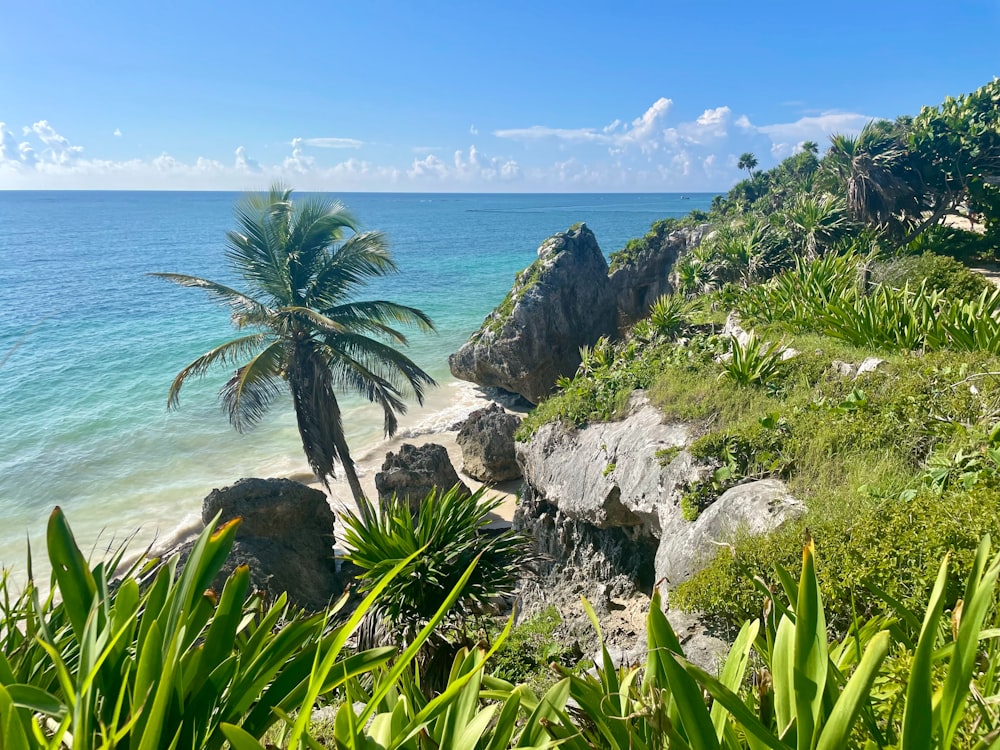 a palm tree on a cliff overlooking the ocean