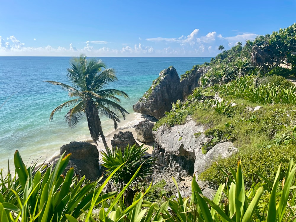 uma palmeira em um penhasco com vista para o oceano