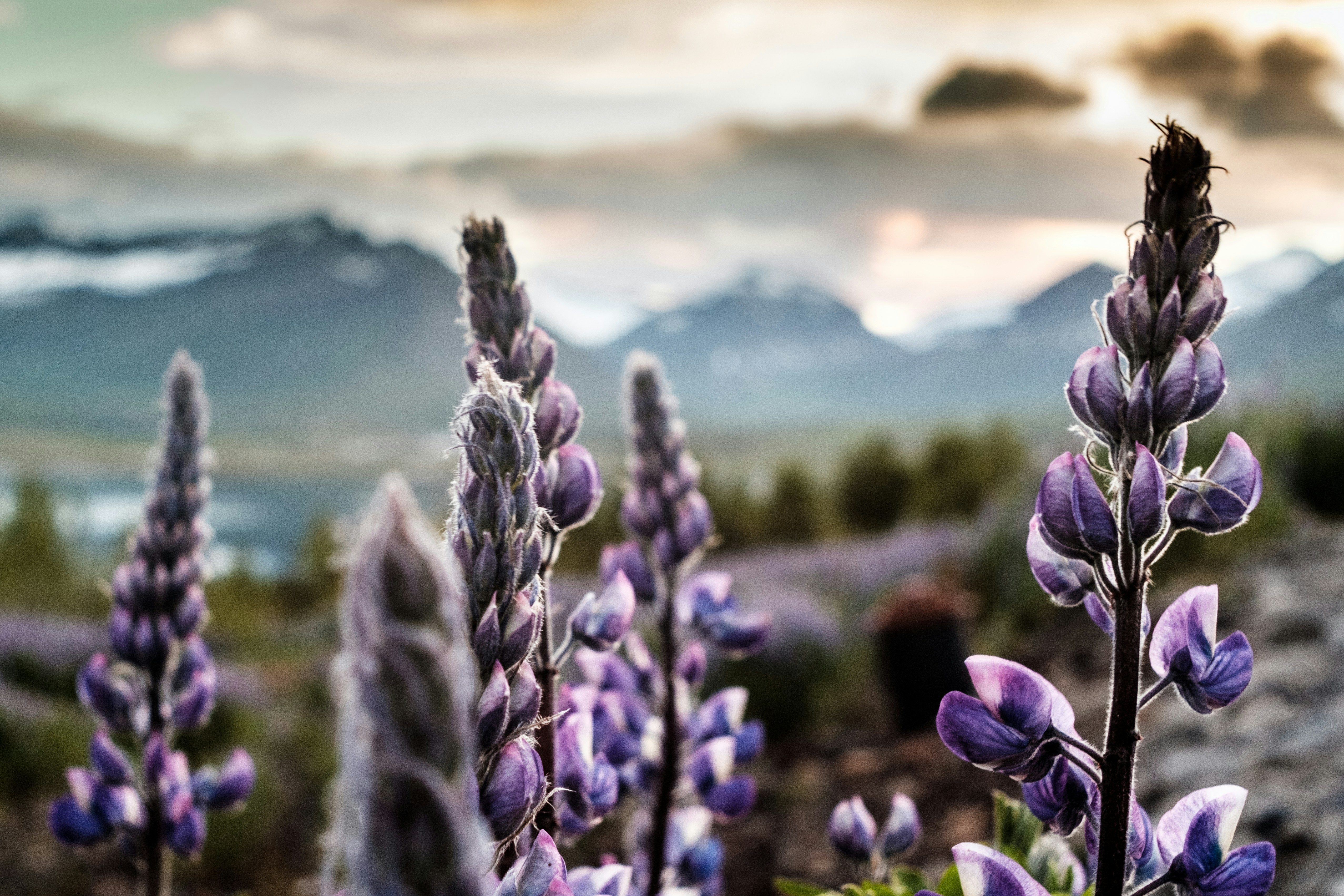 um campo de flores roxas com montanhas no fundo