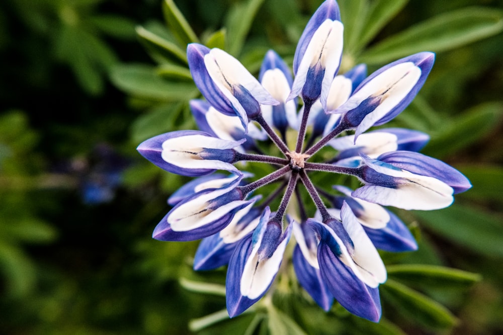 a close up of a blue and white flower