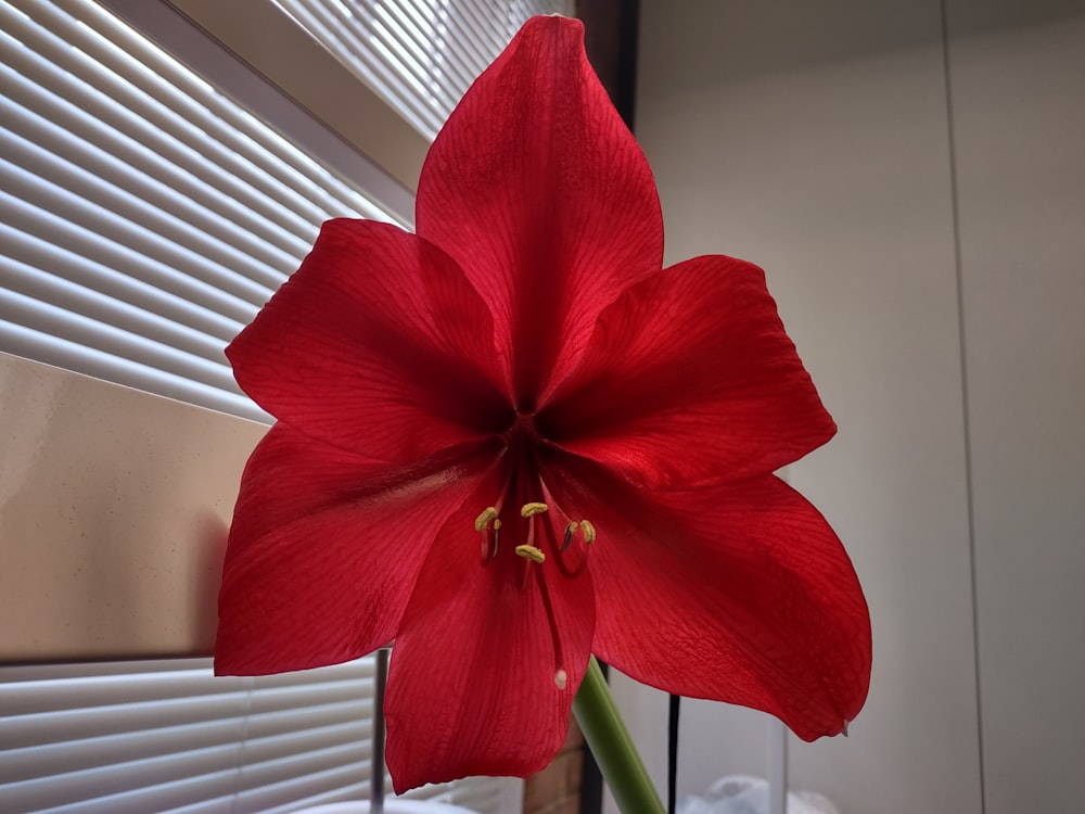 a red flower in a glass vase on a window sill
