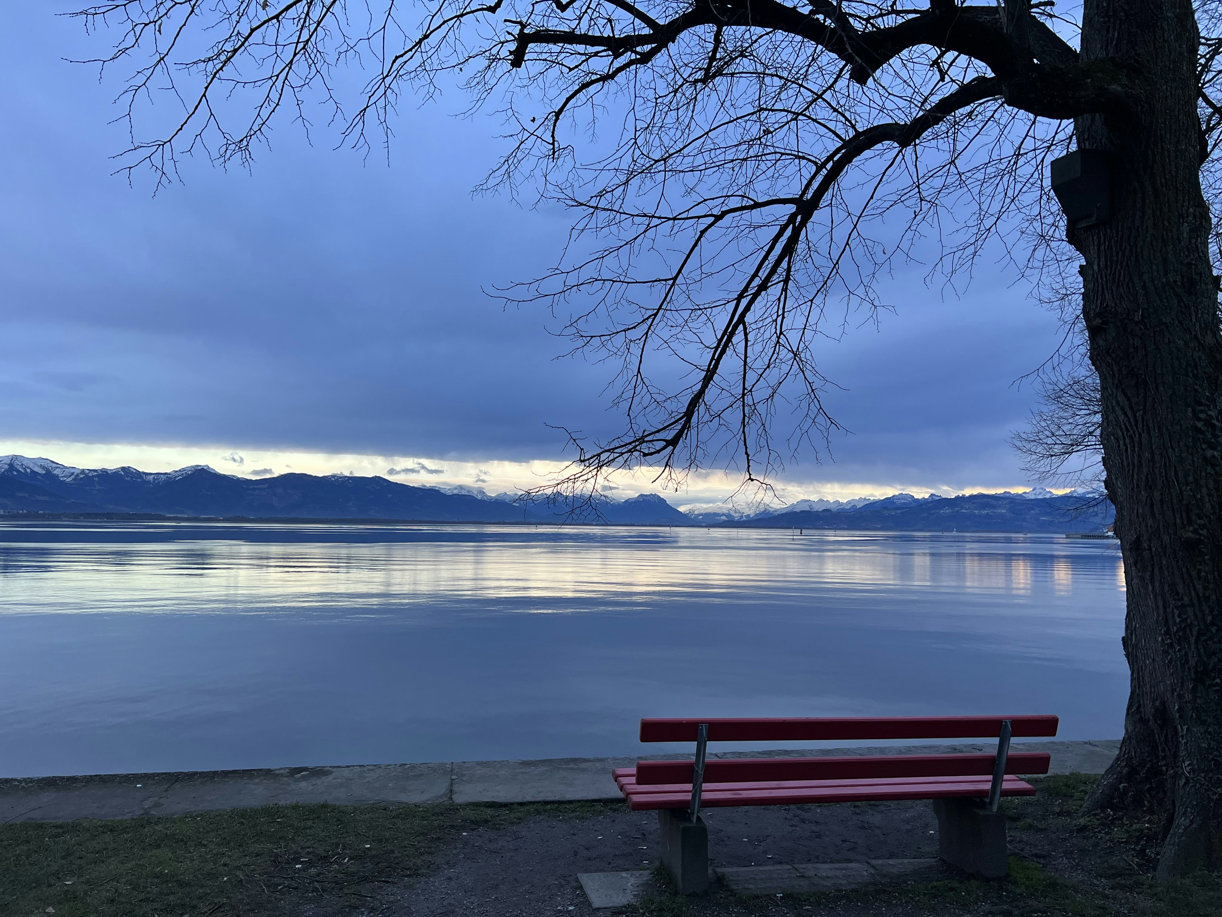 a red bench sitting next to a tree near a body of water