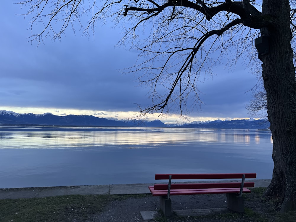 a red bench sitting next to a tree near a body of water