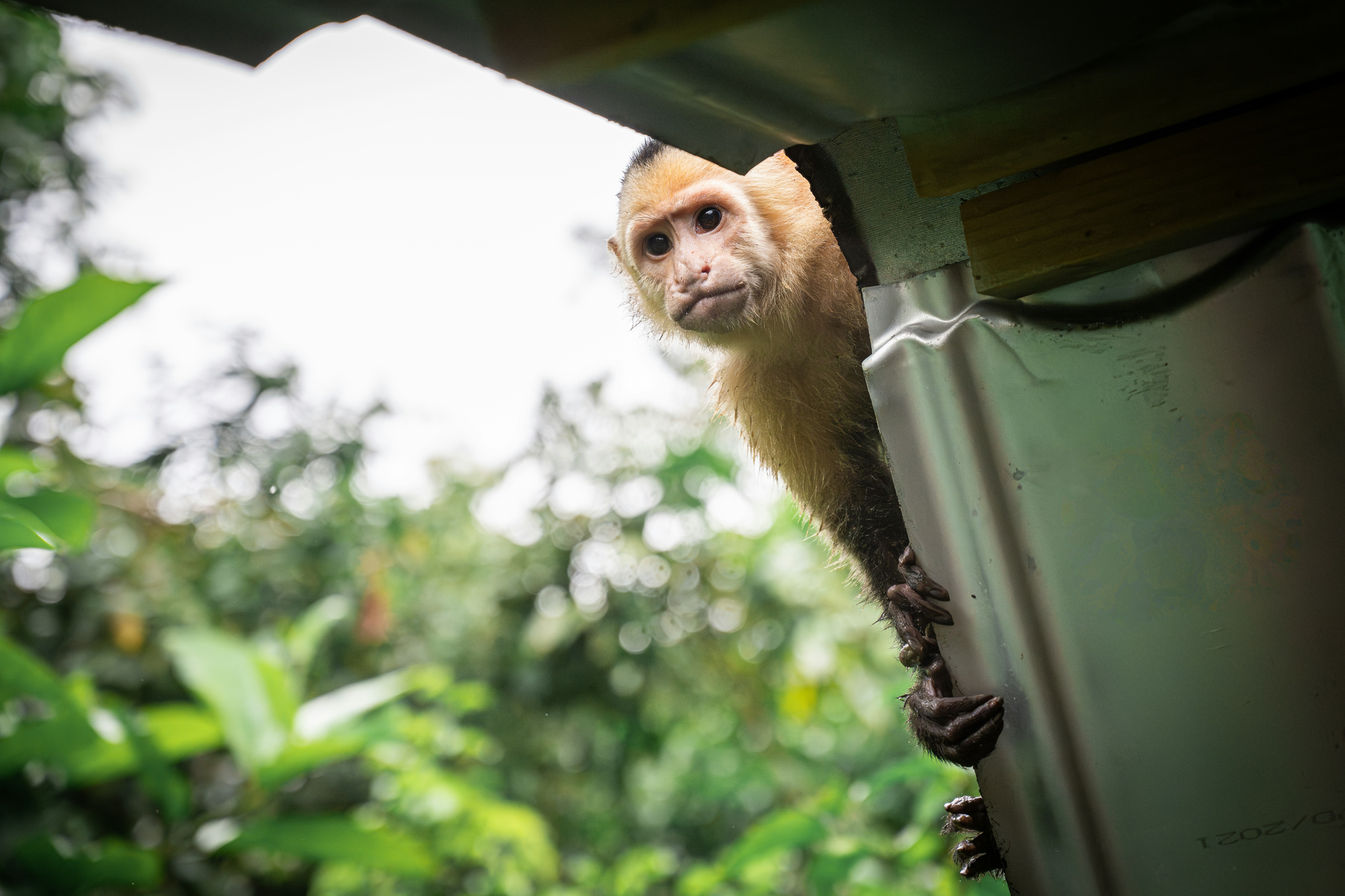 A monkey hanging from the side of a building.