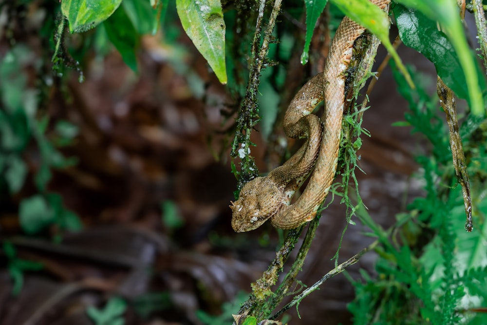 a snake that is sitting on a branch