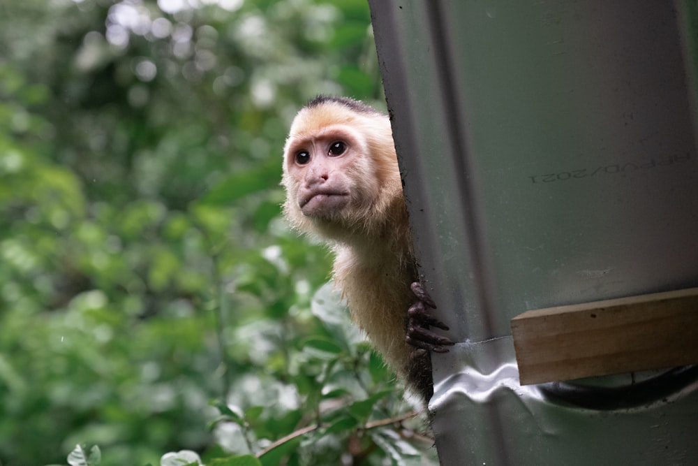 a monkey is peeking out from behind a tree