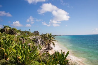 a view of a beach with palm trees and the ocean in the background