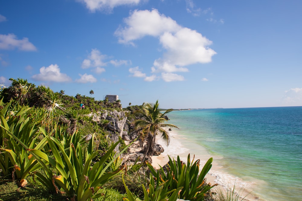 une vue d’une plage avec des palmiers et l’océan en arrière-plan