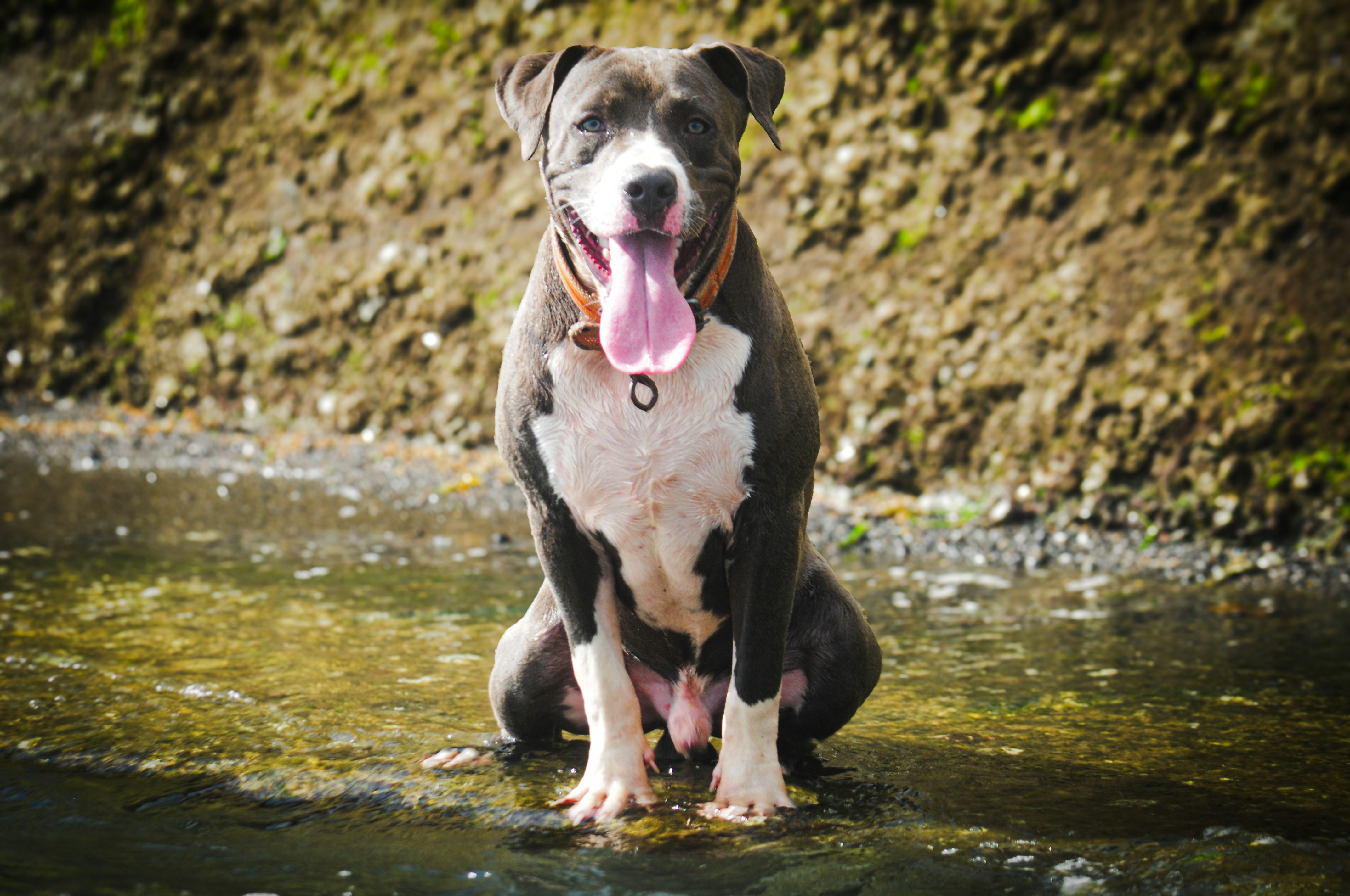 Imágenes de American Bully | Descarga imágenes gratuitas en Unsplash, image size:3000x1993