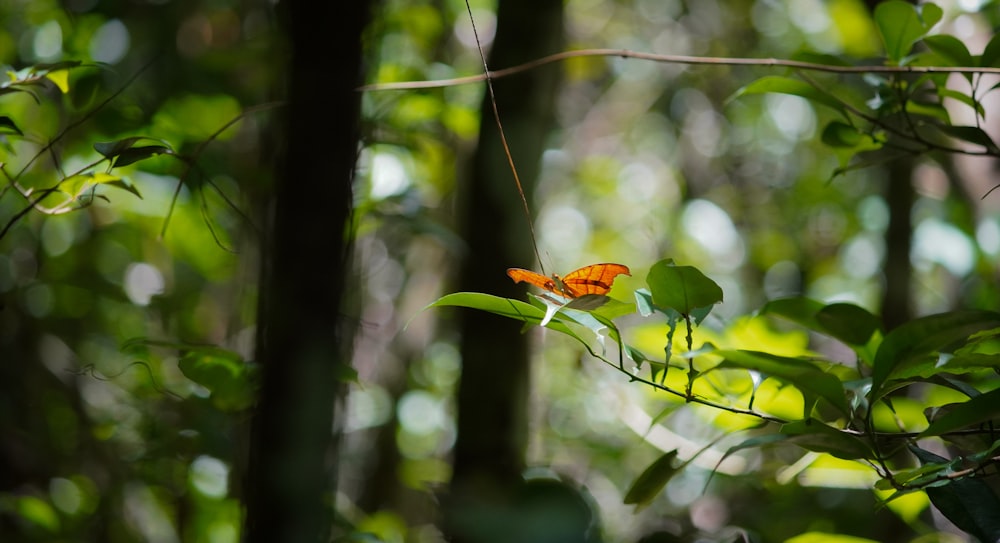 a butterfly sitting on top of a green leaf covered tree