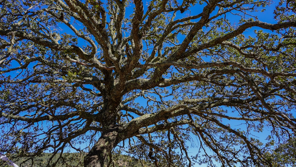 a large tree with no leaves on it