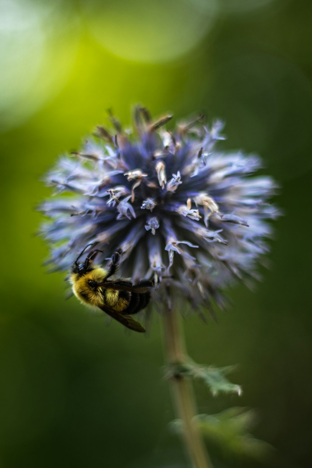 a close up of a flower with a bee on it