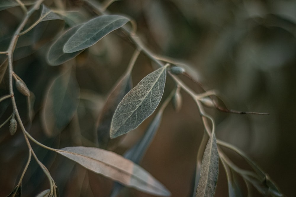 a close up of a tree branch with leaves