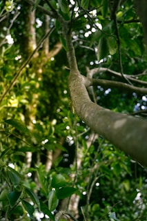 a bird perched on a tree branch in a forest