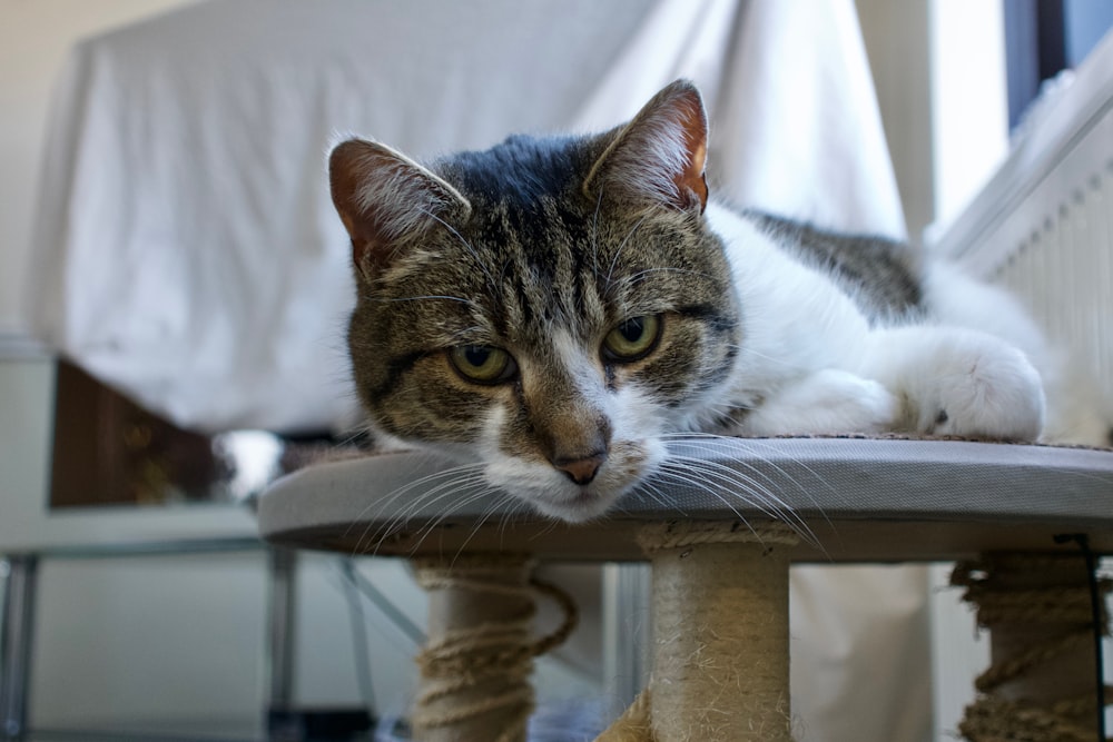 a cat laying on top of a scratching post