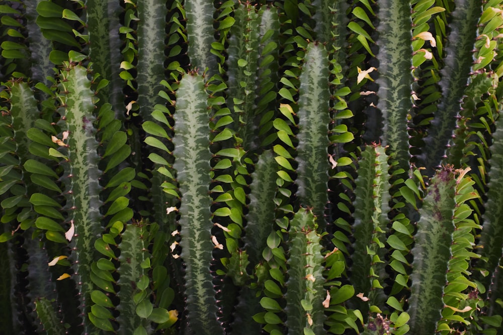 a close up of a plant with many green leaves