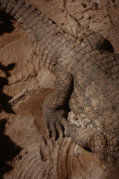 La Vanille Nature Park / Crocodile Park