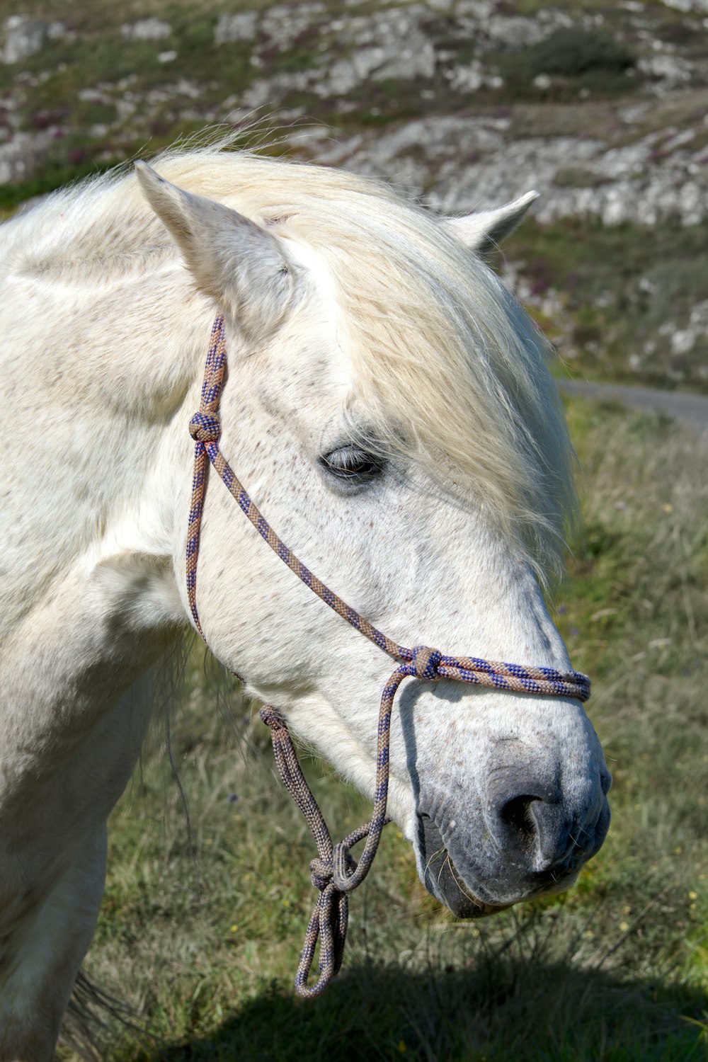 um cavalo branco em pé no topo de um campo verde exuberante