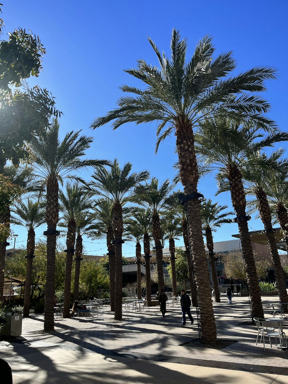 a group of palm trees in a courtyard