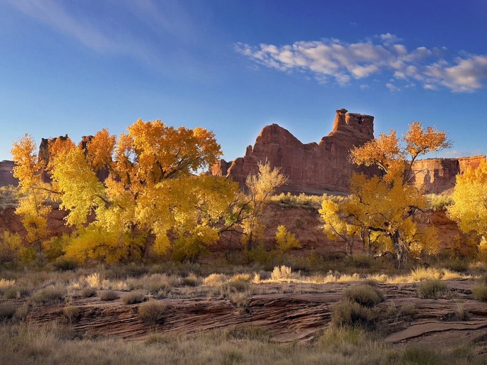 a scenic view of a mountain range with trees in the foreground