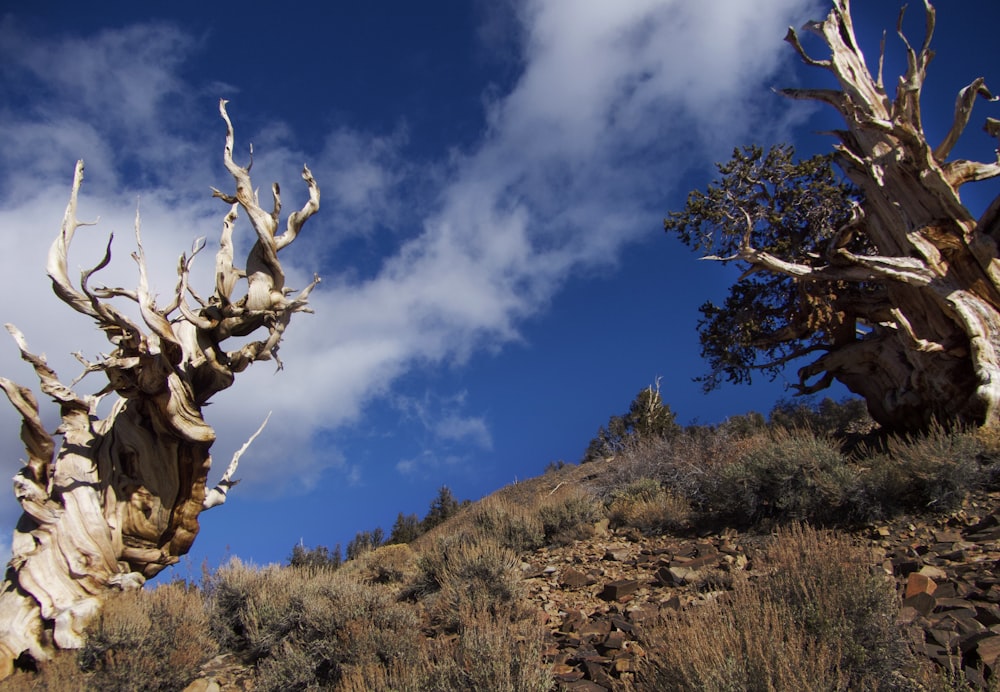 a couple of trees that are on a hill