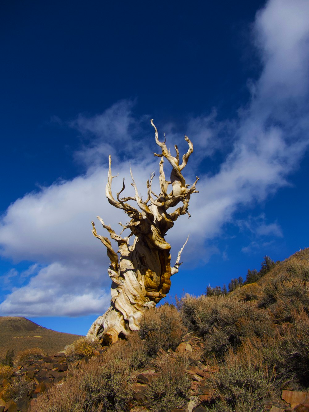 a dead tree on a hill with a blue sky in the background