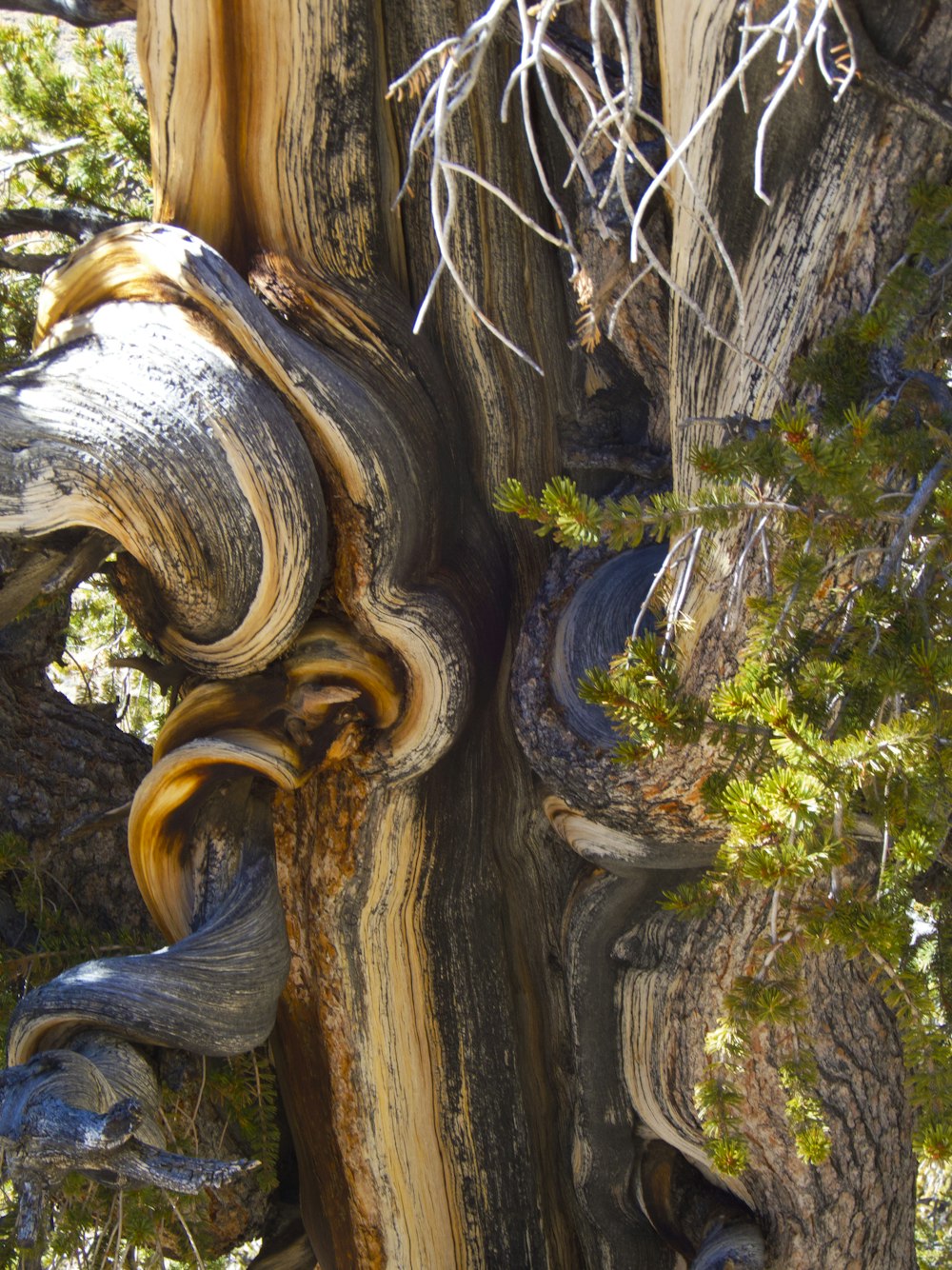 a close up of a tree trunk with a tree in the background