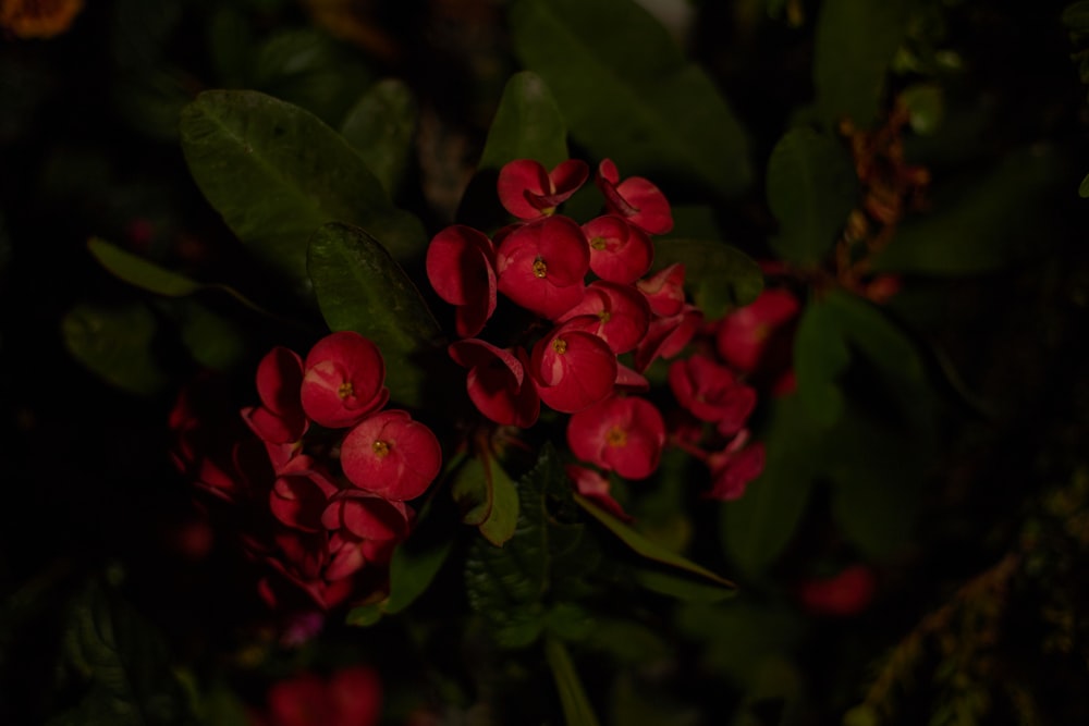 a bunch of red flowers that are on a bush