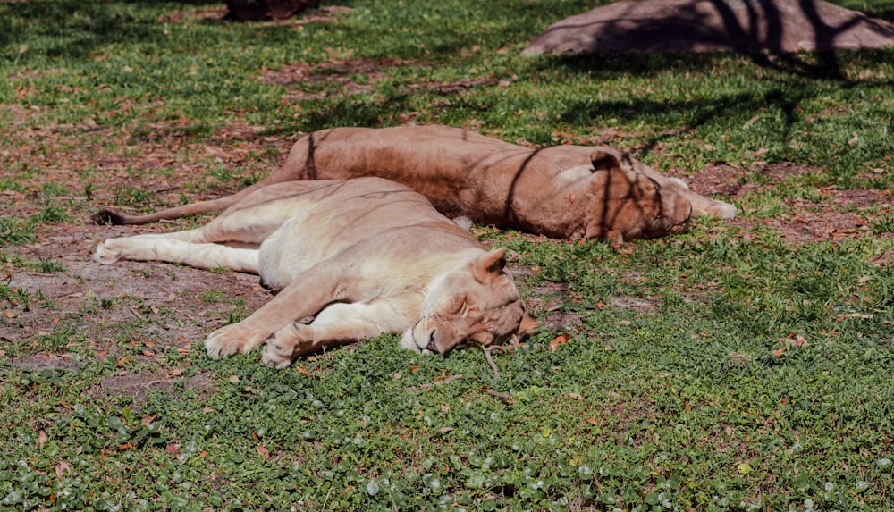 a couple of lions laying on top of a lush green field