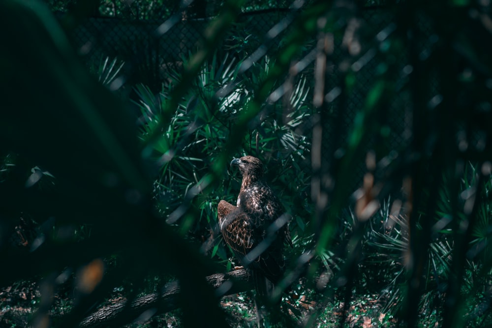 a bird is sitting on a tree branch