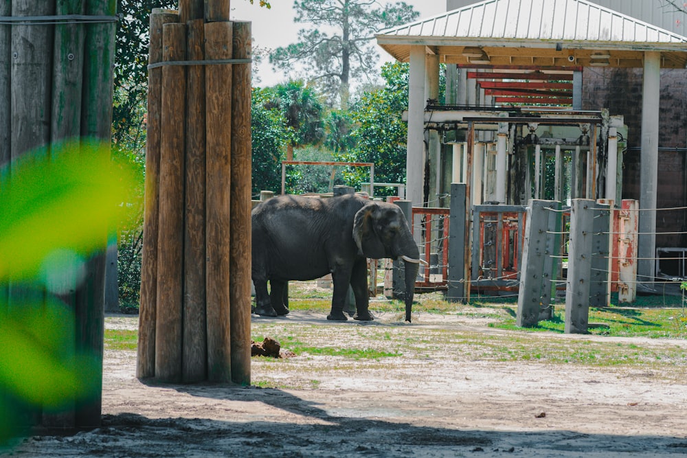 an elephant is standing in a fenced in area