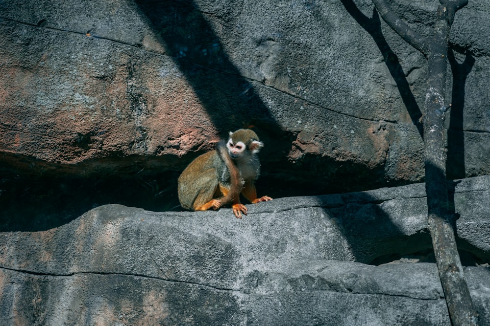 a small animal sitting on top of a large rock