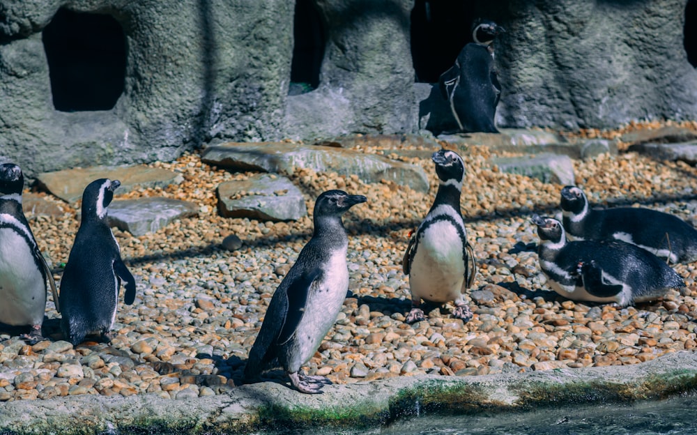 a group of penguins standing on top of a rocky area