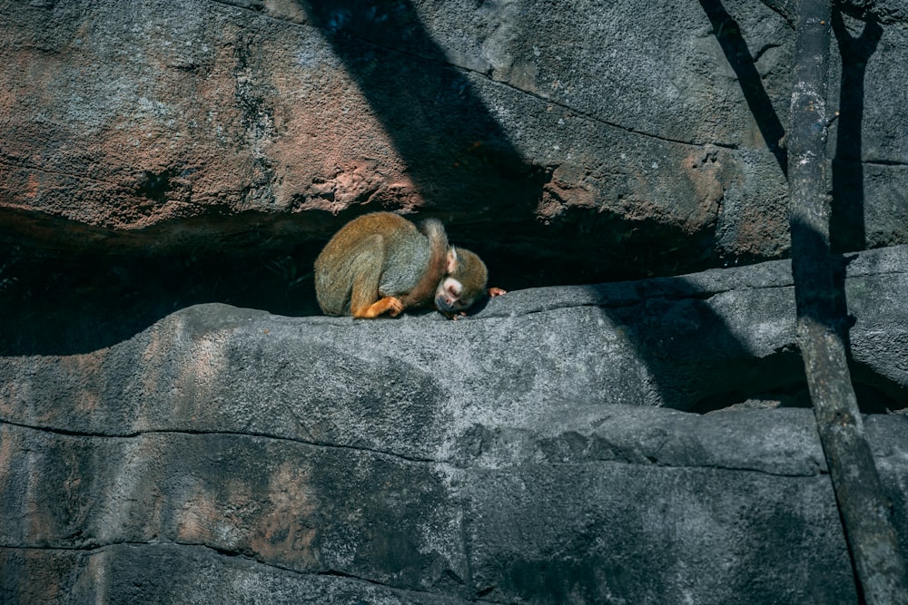 a squirrel sitting on top of a large rock