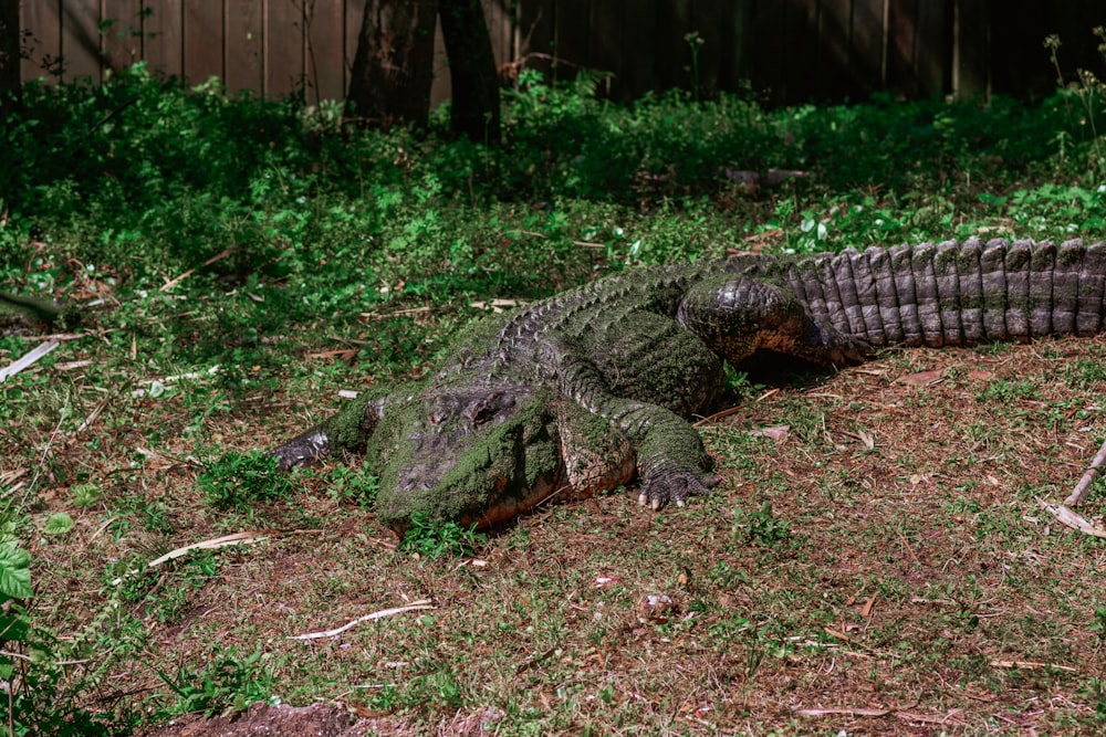 a large alligator laying on top of a lush green field