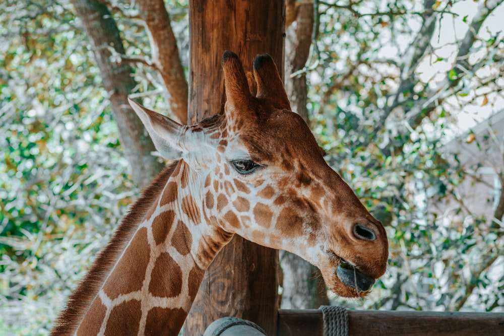 a giraffe standing next to a wooden fence