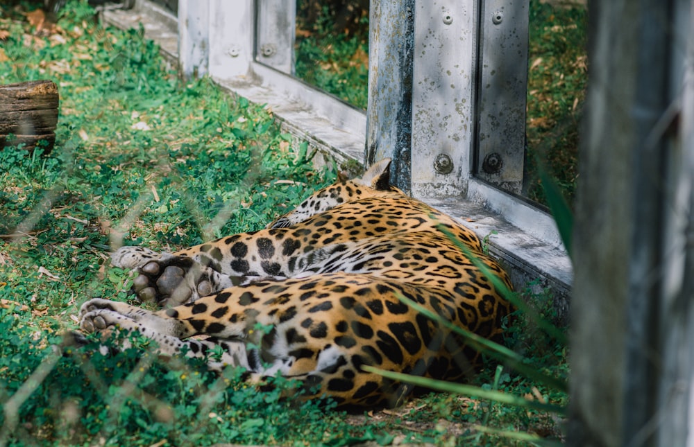 a leopard laying on the ground in the grass