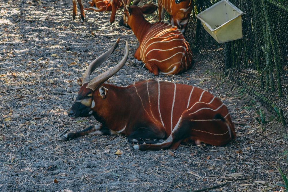 a couple of animals that are laying down in the dirt