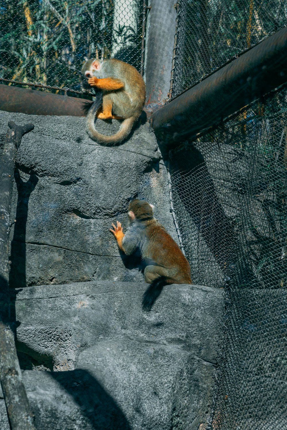 a couple of monkeys sitting on top of a rock