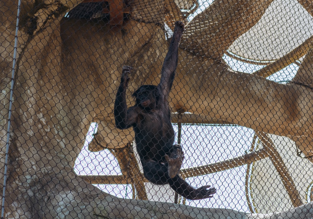 a monkey hanging from a chain link fence