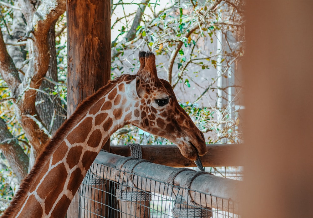 a giraffe standing next to a metal fence