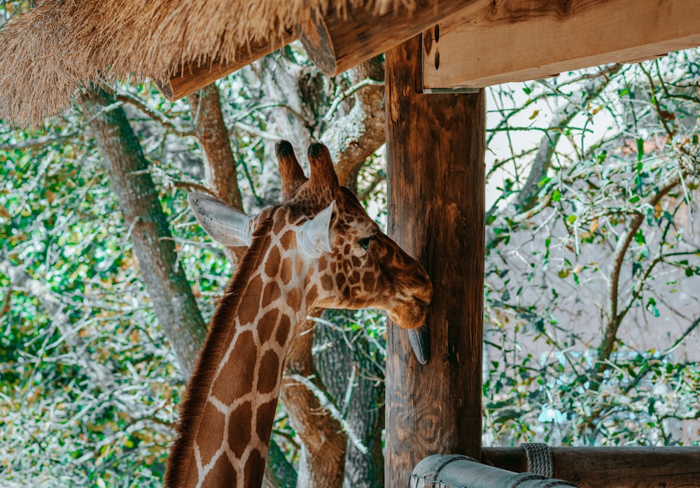 a giraffe standing next to a wooden fence