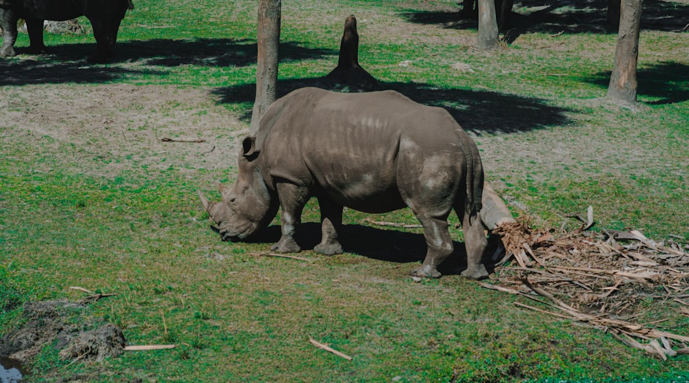 a rhino eating grass in a zoo enclosure