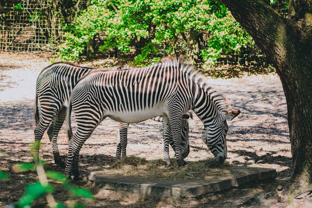 a couple of zebra standing next to each other