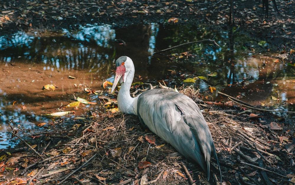 a large bird sitting on top of a pile of leaves