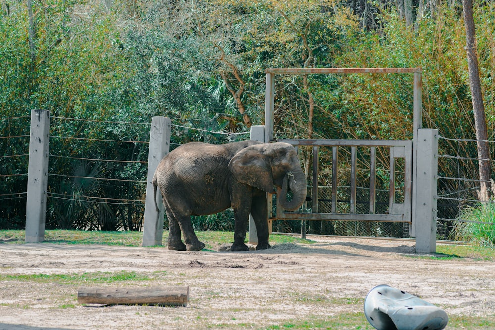 an elephant standing in a fenced in area
