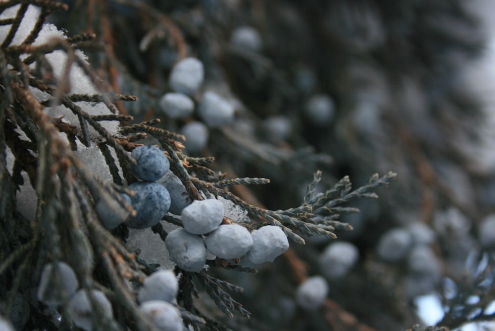 a close up of a pine tree with snow on it